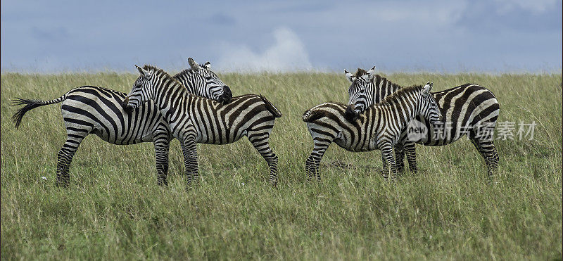 格兰特斑马(Equus quagga boehmi)是平原斑马的七个亚种中最小的。这个亚种代表了塞伦盖蒂-马拉生态系统的斑马形态。肯尼亚马赛马拉国家保护区。斑马的特写。